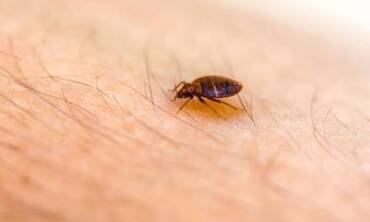 Bed Bug Control